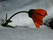 23 riemerso dalla neve...